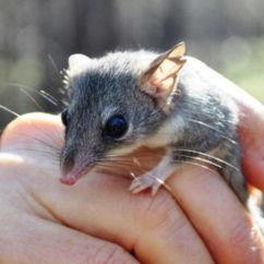 Endangered Red Tailed Phascogale